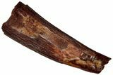 Bargain, Fossil Pterosaur (Siroccopteryx) Tooth - Morocco #299780-1